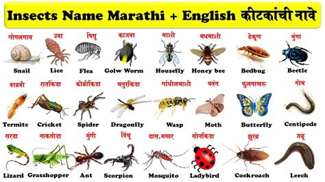 English to Marathi Meaning of bedbug .